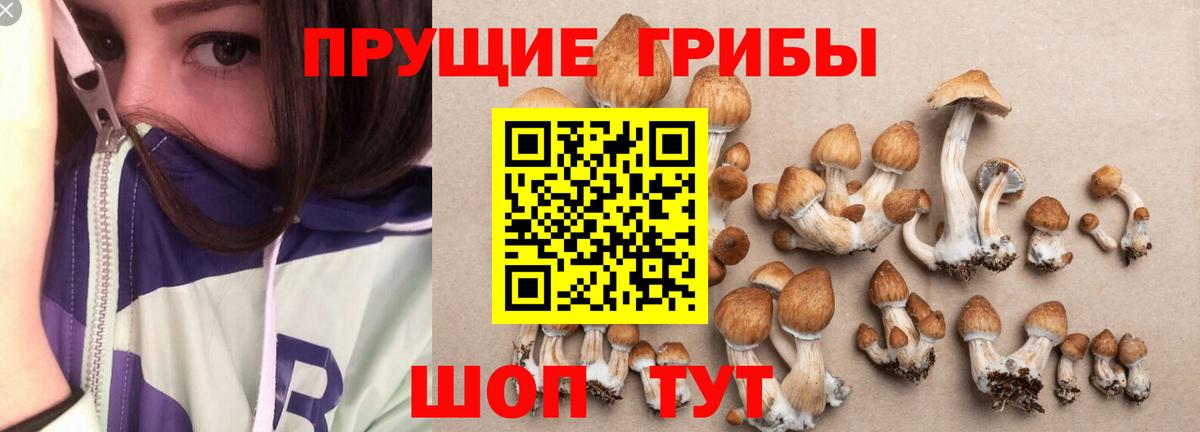 Псилоцибиновые грибы Psilocybine cubensis  Вход с VPN  Кириши 